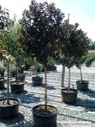 All Trees from Olney's Flowers of Rome in Rome, NY