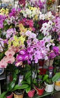 Beautiful Orchid Plant from Olney's Flowers of Rome in Rome, NY