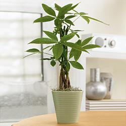 Money Tree from Olney's Flowers of Rome in Rome, NY