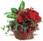 Holiday Planter Basket from Olney's Flowers of Rome in Rome, NY