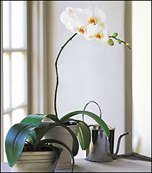 White Phalaenopsis Orchid from Olney's Flowers of Rome in Rome, NY