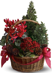 Tannenbaum Basket from Olney's Flowers of Rome in Rome, NY