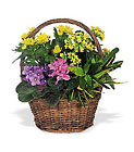 Petite European Basket from Olney's Flowers of Rome in Rome, NY