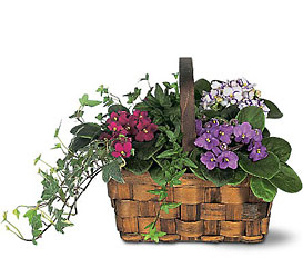 Mixed African Violet Basket from Olney's Flowers of Rome in Rome, NY