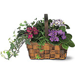 Mixed African Violet Basket from Olney's Flowers of Rome in Rome, NY