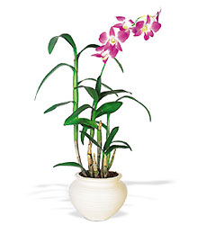 Dendrobium Orchid